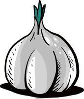 Drawing garlic, illustration, vector on white background