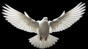 AI generated White Pigeon Isolated on the Minimalist Background. Peace, Divine, Love, Fertility Concept photo