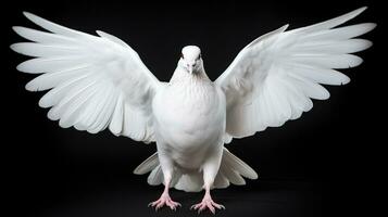 AI generated White Pigeon Isolated on the Minimalist Background. Peace, Divine, Love, Fertility Concept photo