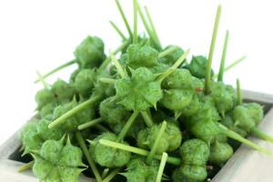 Seeds of Tribulus terrestris plant. photo