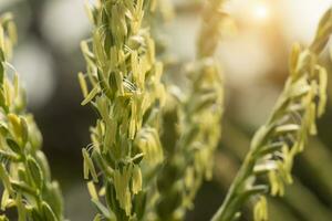 Close up of corn flowers in field. photo