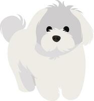 White bichon, illustration, vector on white background