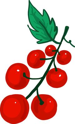 Red berry on a branch, illustration, vector on white background