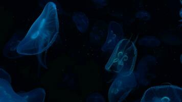 Ethereal Underwater Beauty Colorful Jellyfish Gliding in the Ocean Depths video