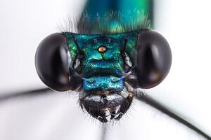 Macro frontal portrait shot of a Banded Demoiselle Dragonfly black eyes Calopteryx splendens photo