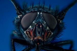 Extreme close up on a fly photo