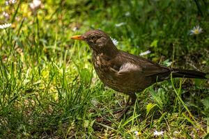 pájaro en el verde césped foto