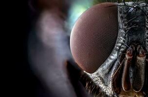 Extreme close up on a fly photo