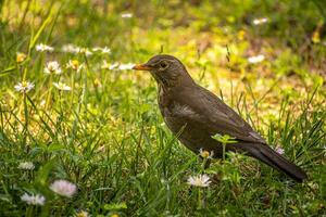 pájaro en el verde césped foto