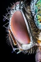 Extreme close up on a fly photo