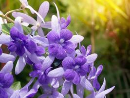 Violet flower of Petrea tree with sunlight. photo