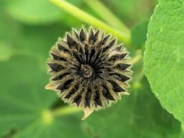 cerca arriba de país malva semilla en el jardín. foto