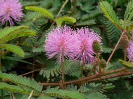 Close up of Sensitive plant or mimosa pudica plant. photo