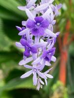 Violet flower of Petrea Flowers on tree. photo