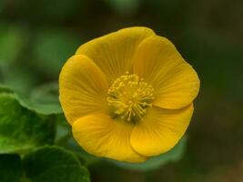 Close up of Country mallow flower in the garden. photo