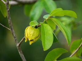 Soursop tree or Prickly Custard Apple. photo