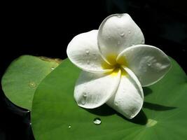 White of frangipani flower photo