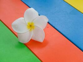 White of frangipani flower photo