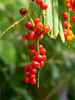 rojo semillas de licuala paludosa grifo árbol. foto