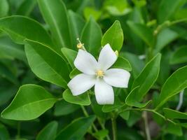 White flower of Orange Jessamine photo