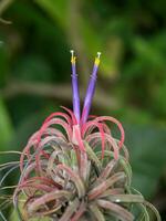 tillandsia con Violeta flor. foto