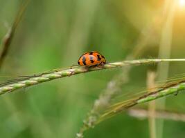 Transverse spotted Ladybug on flower grass. photo