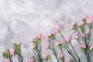 loose pink carnations scattered on cement background, spring holidays, valentine photo