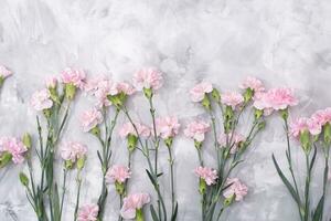 loose pink carnations scattered on cement background, spring holidays, valentine photo