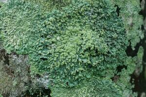 Lichens are symbiotic fungi. photo