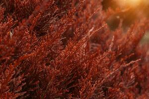 Chimese Arborvitae pine. photo