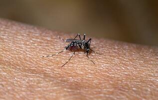 Close-up of a mosquito sucking blood photo