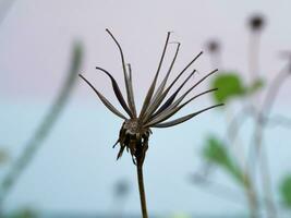 seeds of cosmos flower. photo