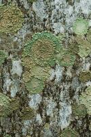 Lichens are symbiotic fungi. photo