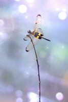 dragonfly sits on a branch. photo