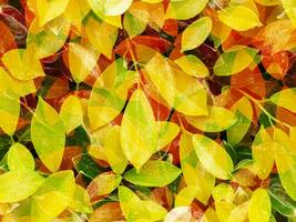 Yellow and red leaf background. photo