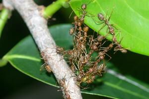 The unity of the ant nest building. photo