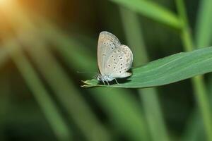 mariposa nombre pálido césped azul. foto