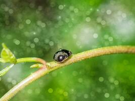 Black ladybug on grass. photo