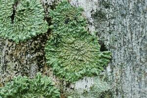 Lichens are symbiotic fungi. photo