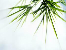 Glow light with Green bamboo leaves. photo