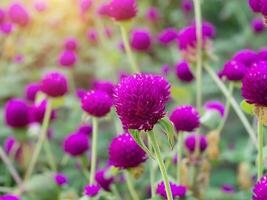 globe amaranth Flower photo