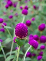 globe amaranth Flower photo