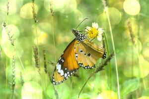 Closeup orange butterfly. photo