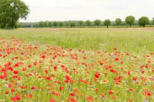 blooming poppy field with cornflowers and daisies, sunny summer day,countryside photo