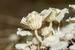 un grupo de venenoso hongos en el bosque. foto