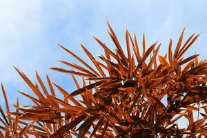 Autumn bamboo leaves on sky background. photo