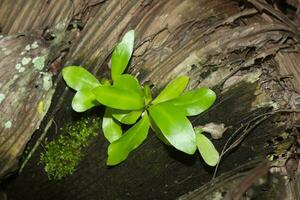 Soft leaves of the Bird's nest fern Asplenium nidus photo