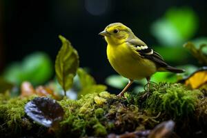 ai generado vibrante amarillo pájaro en lozano verde selva foto