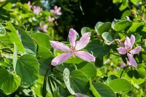 Closed up pink flower. photo