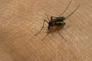 Close-up of a mosquito sucking blood. photo